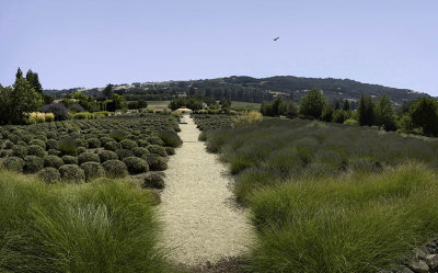 Field of lavender  - Sonoma