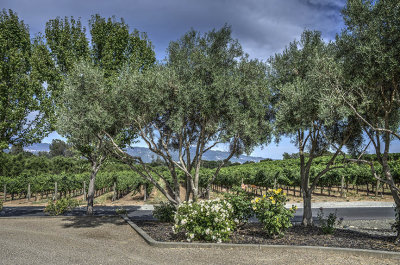 Olive trees in the vineyard