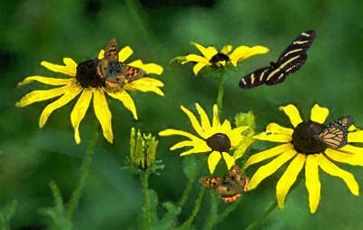 Blossoms and butterflies