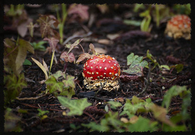 Red fly agaric mushroom  