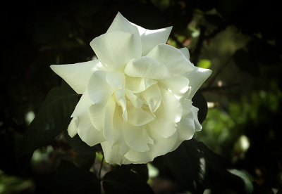Our first white rose of the year