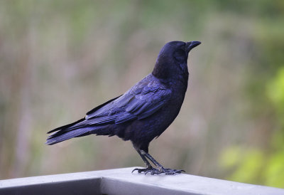 Calidornia Crow