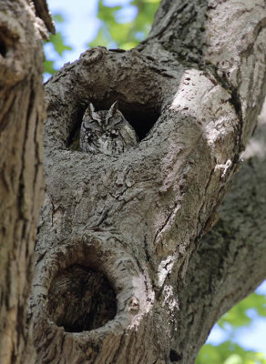 Peters birding adventures: The Screech Owl at Mt Auburn