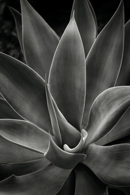 Small agave
