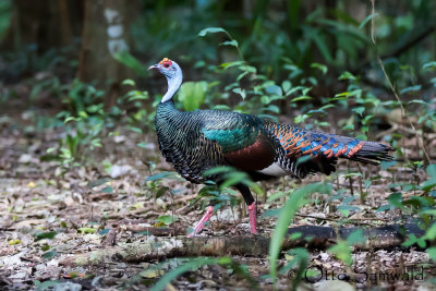 Ocellated Turkey - Meleagris ocellata