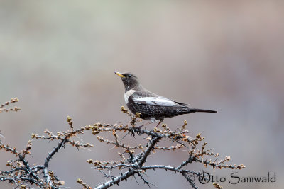 Ring Ouzel - Turdus torquatus amicorum