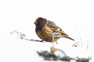 Red-fronted Serin - Serinus pusillus