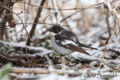 Semicollared Flycatcher - Ficedula semitorquata