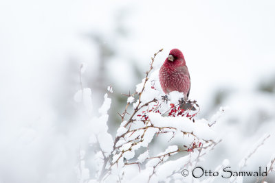 Great Rosefinch - Carpodacus rubicilla