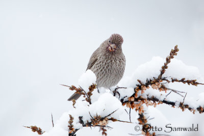 Great Rosefinch - Carpodacus rubicilla