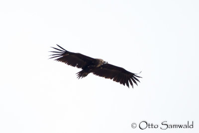 Eurasian Black Vulture - Aegypius monachus 