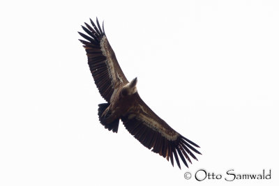 Eurasian griffon Vulture - Gyps fulvus