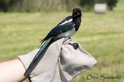 Common Magpie - Pica pica