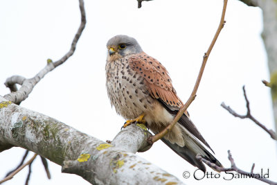 Kestrel - Falco tinnunculus