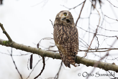 Short-eared Owl - Asio flammeus