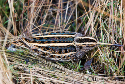 Jack Snipe - Lymnocryptes minimus