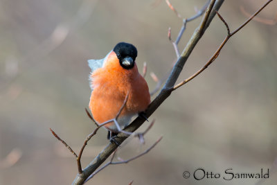 Eurasian Bullfinch - Pyrrhula pyrrhula