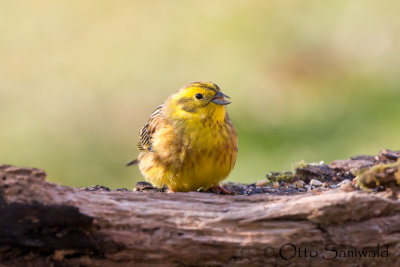 Yellowhammer - Emberiza citrinella