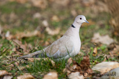 Eurasian Collared Dove - Streptopelia decaocto
