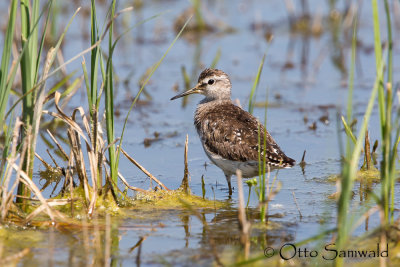 Wood Sandpiper - Tringa glareola