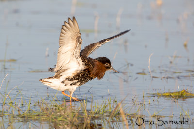 Ruff - Philomachus pugnax