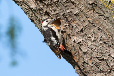 Syrian Woodpecker - Dendrocopos syriacus