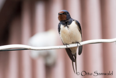 Barn Swallow - Hirundo rustica