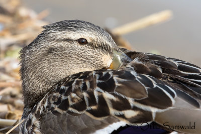 Mallard - Anas platyrhynchos