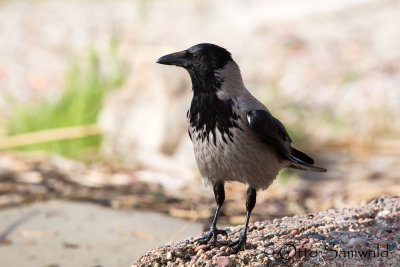 Hooded Crow - Corvus corone cornix