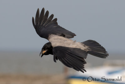 Hooded Crow - Corvus corone cornix