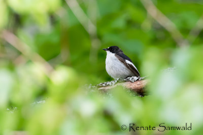 Pied Flycatcher - Ficedula hypoleuca