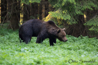 Brown Bear - Ursus arctos