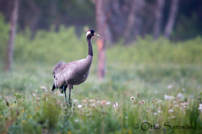 Common Crane - Grus grus