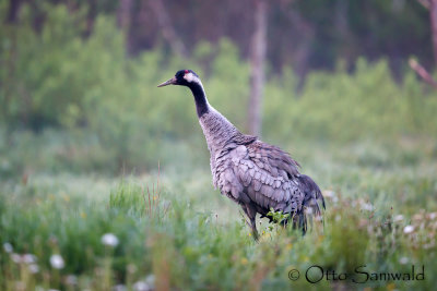 Common Crane - Grus grus