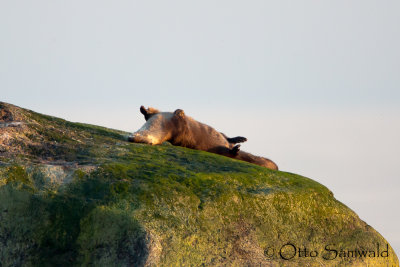 Eurasian Otter - Lutra lutra