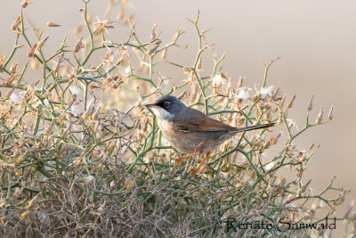 Spectacled Warbler - Sylvia conspicillata