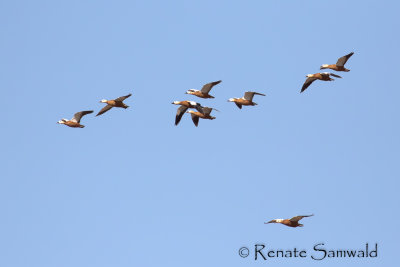Ruddy Shelduck - Tadorna ferruginea