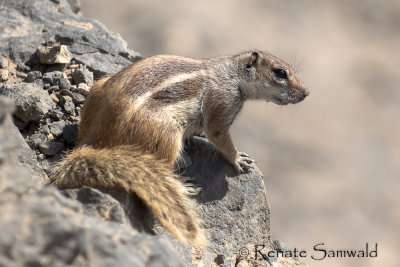 Barbary Ground Squirrel - Atlantoxerus getulus