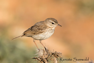Berthelotīs Pipit - Anthus berthelotii