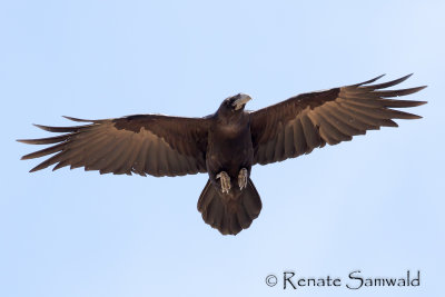 Common Raven - Corvus corax tingitanus
