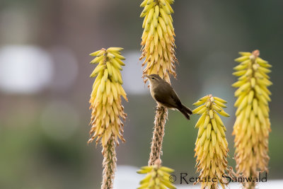 Canary Island Chiffchaff - Phylloscopus canarienis