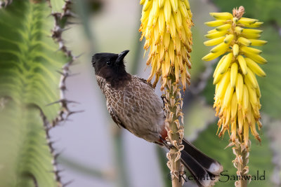 Red-vented Bulbul - Pycnonotus cafer