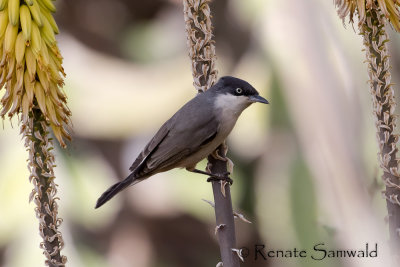 Western Orpean Warbler - Sylvia hortensis