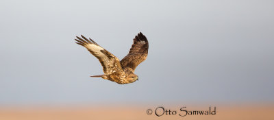 Common Buzzard - Buteo buteo insularum