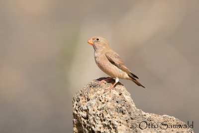Trumpeter Finch - Bucantes githagineus