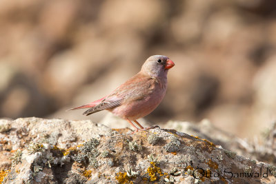 Trumpeter Finch - Bucantes githagineus