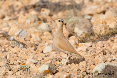 Cream-coloured Coursor - Cursorius cursor