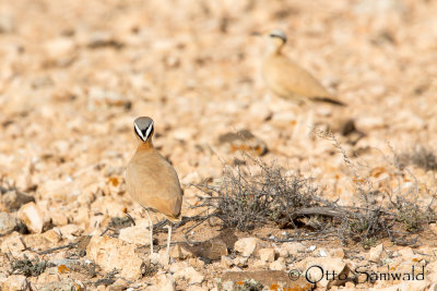 Cream-coloured Coursor - Cursorius cursor
