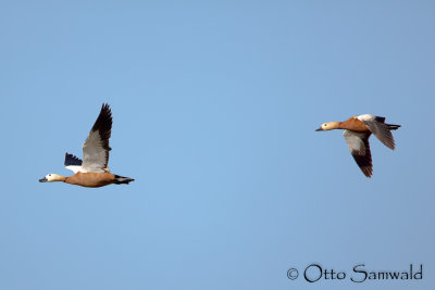 Ruddy Shelduck - Tadorna ferruginea