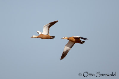 Ruddy Shelduck - Tadorna ferruginea